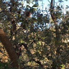 Banksia integrifolia subsp. integrifolia (Coast Banksia) at North Tura - 15 May 2020 by Carine