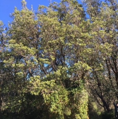 Banksia integrifolia subsp. integrifolia (Coast Banksia) at North Tura Coastal Reserve - 15 May 2020 by Carine