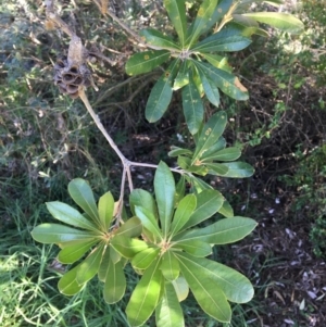 Banksia integrifolia subsp. integrifolia at Tura Beach, NSW - 15 May 2020