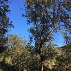 Banksia integrifolia subsp. integrifolia at North Tura - 15 May 2020