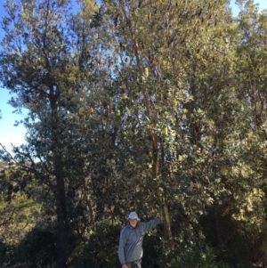 Banksia integrifolia subsp. integrifolia at North Tura - 15 May 2020