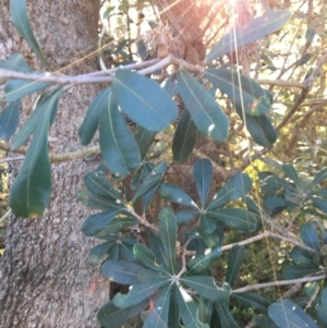 Banksia integrifolia subsp. integrifolia at Tura Beach, NSW - 15 May 2020 01:42 PM