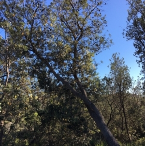 Banksia integrifolia subsp. integrifolia at North Tura - 15 May 2020