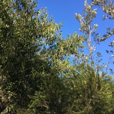 Banksia integrifolia subsp. integrifolia (Coast Banksia) at North Tura - 15 May 2020 by Carine