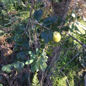 Banksia integrifolia subsp. integrifolia at Tura Beach, NSW - 15 May 2020