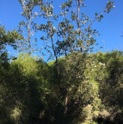 Banksia integrifolia subsp. integrifolia (Coast Banksia) at Tura Beach, NSW - 15 May 2020 by Carine