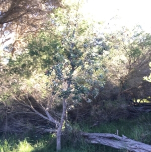 Banksia integrifolia subsp. integrifolia at North Tura - 15 May 2020