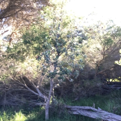 Banksia integrifolia subsp. integrifolia (Coast Banksia) at North Tura Coastal Reserve - 15 May 2020 by Carine