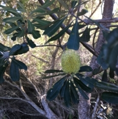 Banksia integrifolia subsp. integrifolia at North Tura - 15 May 2020