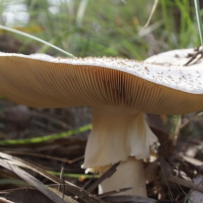 Amanita sp. (Amanita sp.) at Aranda, ACT - 12 May 2020 by Tammy