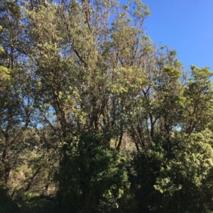 Banksia integrifolia subsp. integrifolia at Tura Beach, NSW - 15 May 2020