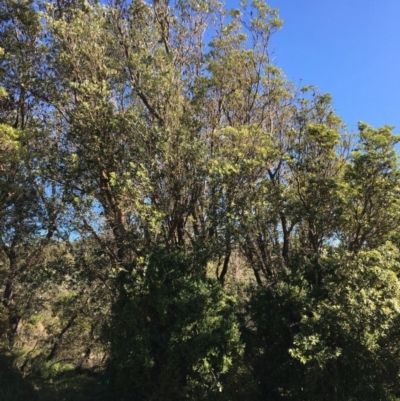 Banksia integrifolia subsp. integrifolia (Coast Banksia) at North Tura Coastal Reserve - 15 May 2020 by Carine