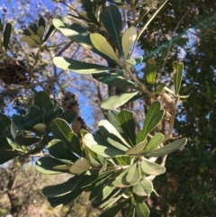 Banksia integrifolia subsp. integrifolia at Tura Beach, NSW - 15 May 2020