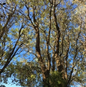 Banksia integrifolia subsp. integrifolia at North Tura - 15 May 2020