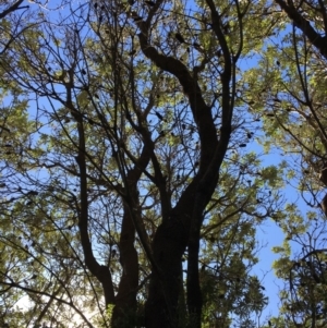 Banksia integrifolia subsp. integrifolia at North Tura - 15 May 2020