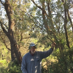 Banksia integrifolia subsp. integrifolia at North Tura - 15 May 2020