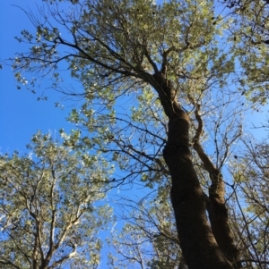 Banksia integrifolia subsp. integrifolia at North Tura - 15 May 2020