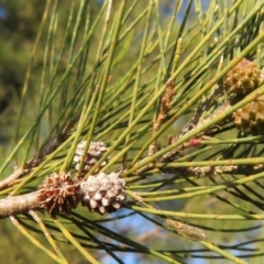 Casuarina cunninghamiana subsp. cunninghamiana (River She-Oak, River Oak) at Dunlop, ACT - 24 May 2020 by Christine