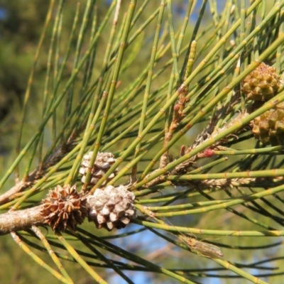 Casuarina cunninghamiana subsp. cunninghamiana (River She-Oak, River Oak) at Woodstock Nature Reserve - 24 May 2020 by Christine