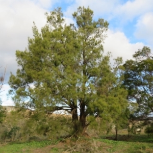 Casuarina cunninghamiana subsp. cunninghamiana at Dunlop, ACT - 24 May 2020