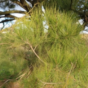 Casuarina cunninghamiana subsp. cunninghamiana at Dunlop, ACT - 24 May 2020 03:44 PM