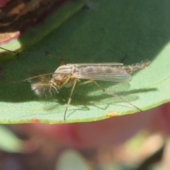 Chironomidae (family) (Non-biting Midge) at Woodstock Nature Reserve - 15 May 2020 by Christine