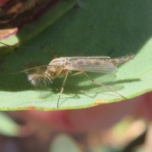 Chironomidae (family) at Dunlop, ACT - 15 May 2020