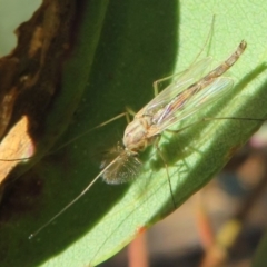 Chironomidae (family) at Dunlop, ACT - 15 May 2020 03:48 PM