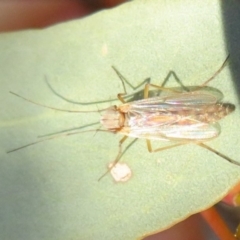 Chironomidae (family) at Dunlop, ACT - 15 May 2020 03:48 PM