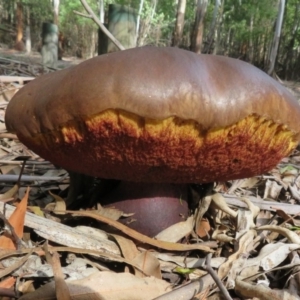 zz bolete at Coree, ACT - 16 Apr 2020 10:19 AM