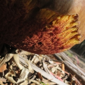 zz bolete at Coree, ACT - 16 Apr 2020 10:19 AM