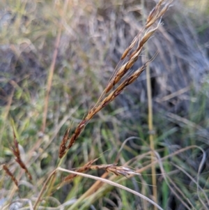 Sorghum leiocladum at Dunlop, ACT - 11 May 2020 04:38 AM