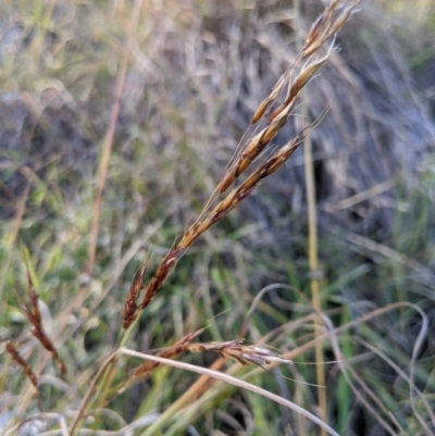 Sorghum leiocladum (Wild Sorghum) at Dunlop, ACT - 10 May 2020 by MattM