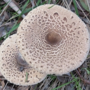 Macrolepiota sp. at Cotter River, ACT - 16 Apr 2020 09:05 AM