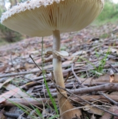 Macrolepiota sp. at Cotter River, ACT - 16 Apr 2020