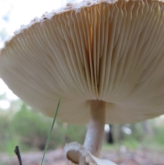 Macrolepiota sp. at Cotter River, ACT - 16 Apr 2020