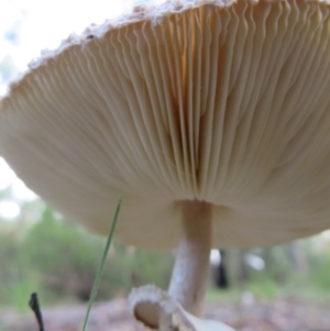 Macrolepiota sp. at Cotter River, ACT - 16 Apr 2020 09:05 AM