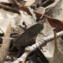 Goniaea australasiae (Gumleaf grasshopper) at Illilanga & Baroona - 30 Mar 2019 by Illilanga