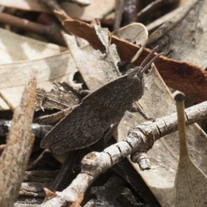 Goniaea australasiae at Michelago, NSW - 30 Mar 2019 12:27 PM