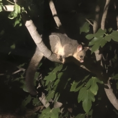 Trichosurus vulpecula (Common Brushtail Possum) at Michelago, NSW - 26 Jan 2020 by Illilanga