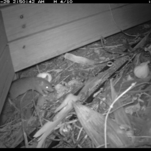 Rattus rattus at Michelago, NSW - 29 Jan 2019 11:18 PM