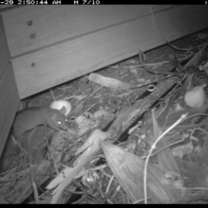 Rattus rattus at Michelago, NSW - 29 Jan 2019 11:18 PM