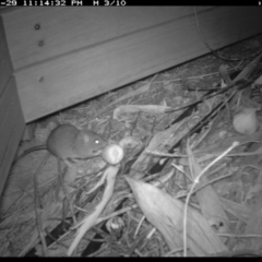 Rattus rattus at Michelago, NSW - 29 Jan 2019 11:18 PM