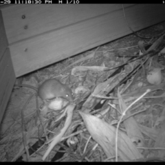 Rattus rattus at Michelago, NSW - 29 Jan 2019 11:18 PM