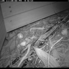 Rattus rattus at Michelago, NSW - 29 Jan 2019 11:18 PM