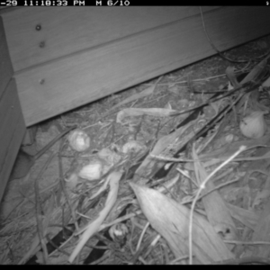 Rattus rattus at Michelago, NSW - 29 Jan 2019 11:18 PM