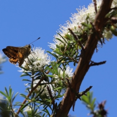 Ocybadistes walkeri (Green Grass-dart) at Barton, ACT - 14 Nov 2019 by Tammy