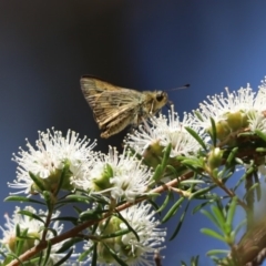 Ocybadistes walkeri at Barton, ACT - 14 Nov 2019