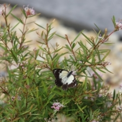 Belenois java (Caper White) at Acton, ACT - 29 Mar 2020 by Tammy