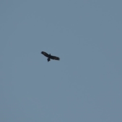 Aquila audax (Wedge-tailed Eagle) at Greenleigh, NSW - 16 May 2020 by LyndalT